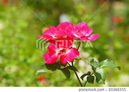 玫瑰玫瑰 玫瑰玫瑰 83360355