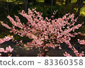 河津櫻花 83360358
