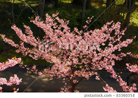 河津櫻花 83360358