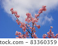 河津櫻花 83360359