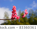 Rinsuko Ume 83360361