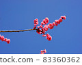 Rinsuko Ume 83360362