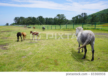 Jeju Horse Pasture Jeju Horse Pasture 83360938