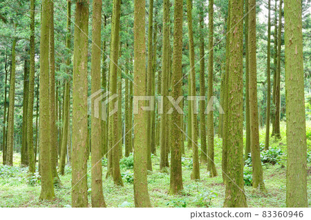 Jindo Natural Recreational Forest 83360946