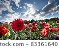 Blue Sky and Dahlia 83361640