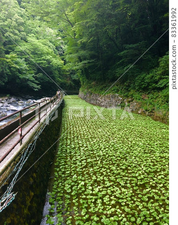 靜岡的芥末田 靜岡的芥末田 83361992