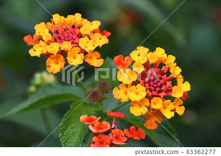 Lantana Lantana 83362277