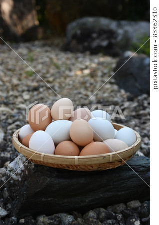 Freshly laid eggs: Silkie chicken: Araucana 83362310