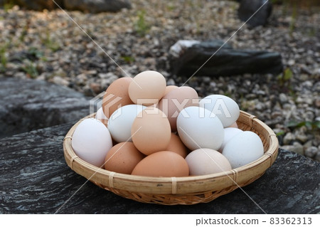Freshly laid eggs: Silkie chicken: Araucana 83362313