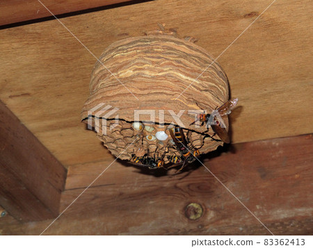 Until the hornet's nest is formed. 5/6 (August 27) Until the hornet's nest is formed. 5/6 (August 27) 83362413