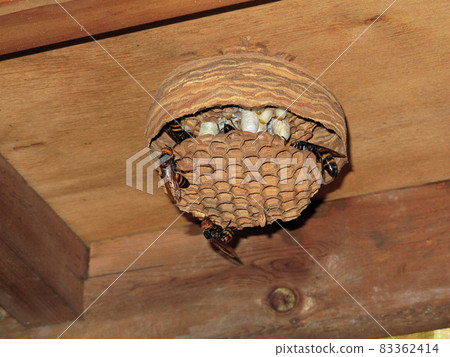 Until the hornet's nest is formed. 3/6 (August 19th) Until the hornet's nest is formed. 3/6 (August 19th) 83362414