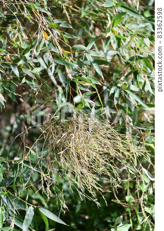 Bamboo bamboo flowers Bamboo bamboo flowers 83362598