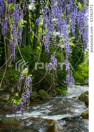 Early summer scenery of Tanigawa and Yamafuji flowers 83362972