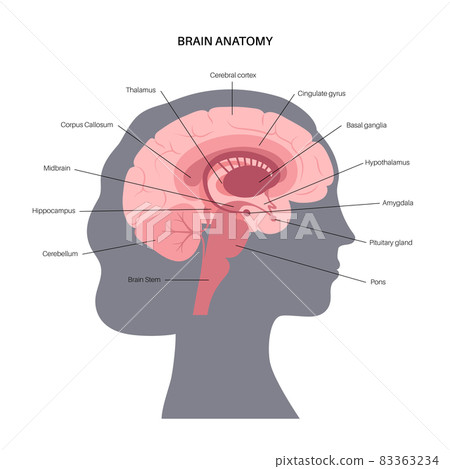 Brain anatomy concept Brain anatomy concept 83363234