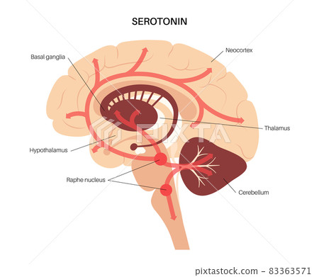 Serotonin pathway in brain Serotonin pathway in brain 83363571