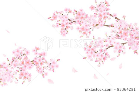 美麗絢麗的櫻花盛開花瓣飄揚春天白色背景矢量素材插畫 83364281