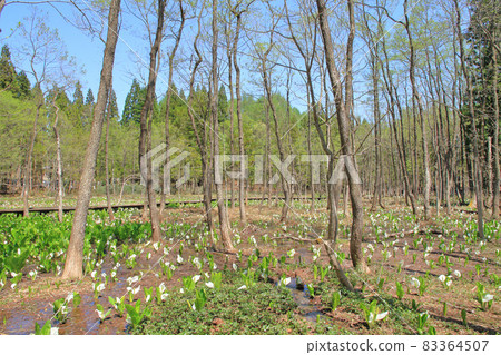 Ogurakura自然公園的Mizubasha 83364507