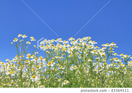 Chamomile in full bloom Chamomile in full bloom 83364511