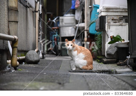 Cat behind the alley 83364680
