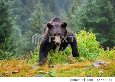 Wild Brown Bear (Ursus Arctos) in the autumn forest. Animal in natural habitat 83364855