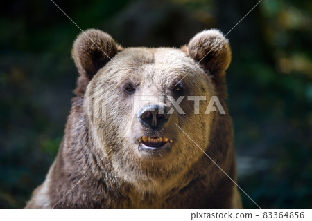 Portrait wild Brown Bear in the autumn forest. Animal in natural habitat. Wildlife scene 83364856