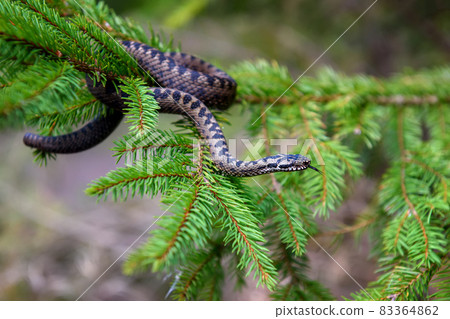 Closeup snake poisonous viper in summer on branch the of tree Closeup snake poisonous viper in summer on branch the of tree 83364862