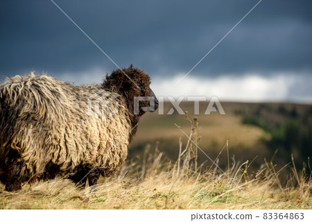 Mountain sheep grazing on pasture in autumn 83364863