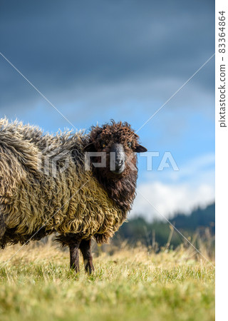Mountain sheep grazing on pasture in autumn Mountain sheep grazing on pasture in autumn 83364864