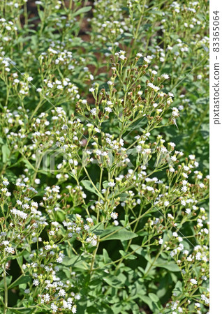 Plant: Stevia Asteraceae 83365064