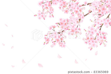 Beautiful and gorgeous cherry blossoms in full bloom and petals fluttering spring white background vector material illustration 83365069