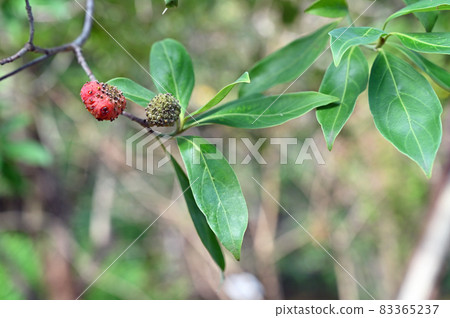 樹：喜馬拉雅山茱萸，山茱萸科 83365237