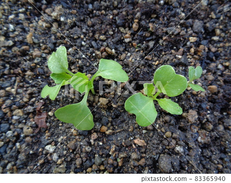 Turnip seedlings Turnip seedlings 83365940