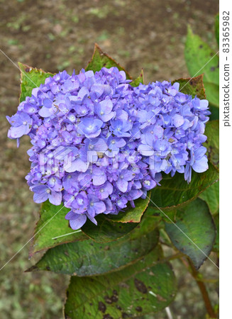 Tree: Hydrangeaceae, Angyo four seasons bloom, Hydrangeaceae 83365982