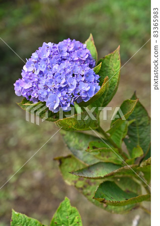 Tree: Hydrangeaceae, Angyo four seasons bloom, Hydrangeaceae 83365983