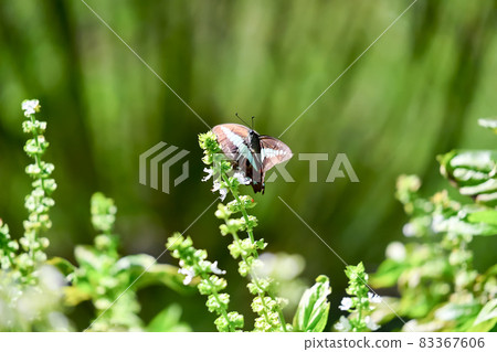 Aosiagehaha Aosiagehaha 83367606