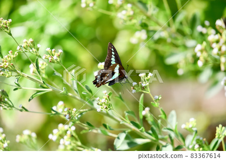 Aosiagehaha Aosiagehaha 83367614