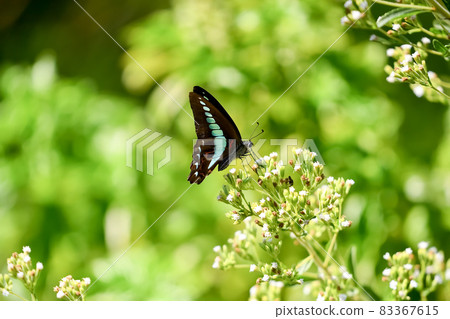 Aosiagehaha Aosiagehaha 83367615