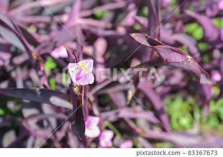 Murasakigoten花 Murasakigoten花 83367673