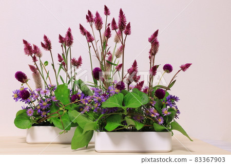 Keito的花 Keito的花 83367903
