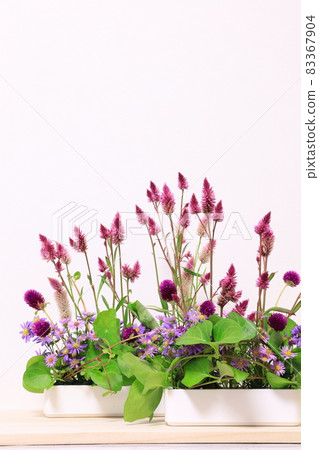 Keito的花 83367904