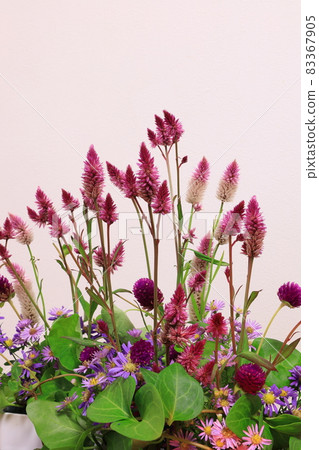 Keito的花 Keito的花 83367905
