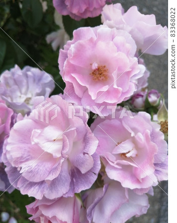 A rose with fluttering petals A rose with fluttering petals 83368022