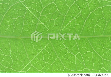 Leaf veins of sweet osmanthus Leaf veins of sweet osmanthus 83369043