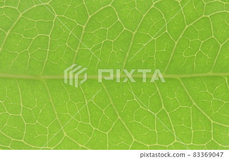 桂花葉脈 桂花葉脈 83369047