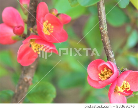 The bright red Japanese quince flowers have bloomed again this year. The bright red Japanese quince flowers have bloomed again this year. 83369176