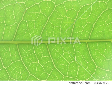 Leaf veins of Kinmokusei 83369179
