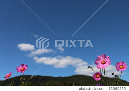 Cosmos and sky background material Cosmos and sky background material 83369353