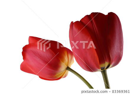 Growing tulips 83369361