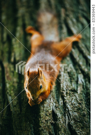 squirrel eating a nut on a tree squirrel eating a nut on a tree 83369443