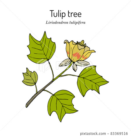 American tuliptree, or tulip poplar liriodendron tulipifera , state tree of Kentucky 83369516